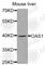 2'-5'-Oligoadenylate Synthetase 1 antibody, A2530, ABclonal Technology, Western Blot image 