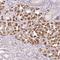 Olfactory Receptor Family 2 Subfamily B Member 11 antibody, NBP1-92225, Novus Biologicals, Immunohistochemistry frozen image 