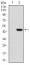 Calmegin antibody, GTX60793, GeneTex, Western Blot image 