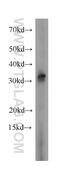 H1 Histone Family Member 0 antibody, 17510-1-AP, Proteintech Group, Western Blot image 