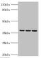 Mitochondrial Ribosomal Protein L1 antibody, CSB-PA874841HA01HU, Cusabio, Western Blot image 