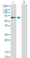 Glycerol Kinase 2 antibody, LS-C197301, Lifespan Biosciences, Western Blot image 