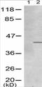 Myogenic Differentiation 1 antibody, TA321491, Origene, Western Blot image 