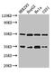 Leucine Zipper Transcription Factor Like 1 antibody, CSB-PA885687LA01HU, Cusabio, Western Blot image 
