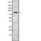 Semaphorin 3F antibody, abx218479, Abbexa, Western Blot image 