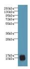 Proline Rich Nuclear Receptor Coactivator 2 antibody, LS-C376350, Lifespan Biosciences, Western Blot image 