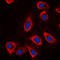 Glutamate Metabotropic Receptor 6 antibody, LS-C352294, Lifespan Biosciences, Immunofluorescence image 