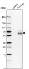 DNA polymerase-transactivated protein 2 antibody, HPA011424, Atlas Antibodies, Western Blot image 