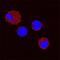 Galectin 9 antibody, AF3535, R&D Systems, Immunofluorescence image 