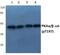 Protein Kinase CAMP-Activated Catalytic Subunit Alpha antibody, A00653T197, Boster Biological Technology, Western Blot image 