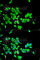 Leukocyte elastase inhibitor antibody, A6257, ABclonal Technology, Immunofluorescence image 