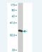 Interferon Alpha Inducible Protein 27 antibody, H00003429-A01, Novus Biologicals, Western Blot image 