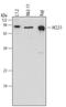 Hematopoietic Cell-Specific Lyn Substrate 1 antibody, AF5789, R&D Systems, Western Blot image 