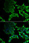 SCY1 Like Pseudokinase 1 antibody, 22-447, ProSci, Immunofluorescence image 