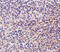 CD180 antigen antibody, LS-C19605, Lifespan Biosciences, Immunohistochemistry frozen image 