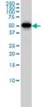 Cyclin B1 antibody, H00000891-M01, Novus Biologicals, Western Blot image 