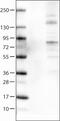 Acyl-CoA Synthetase Long Chain Family Member 5 antibody, MA5-24595, Invitrogen Antibodies, Western Blot image 