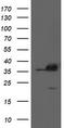 Apurinic/Apyrimidinic Endodeoxyribonuclease 1 antibody, LS-B11865, Lifespan Biosciences, Western Blot image 