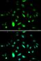 Cycb antibody, LS-C331859, Lifespan Biosciences, Immunofluorescence image 