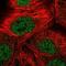 Autophagy Related 2B antibody, PA5-54051, Invitrogen Antibodies, Immunofluorescence image 