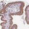 PIGA antibody, NBP2-13760, Novus Biologicals, Immunohistochemistry frozen image 