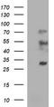 Interleukin-1 alpha antibody, TA506851S, Origene, Western Blot image 