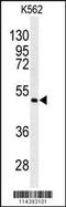 Angiopoietin Like 6 antibody, 63-192, ProSci, Western Blot image 