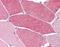 Leucine Rich Repeat Containing 19 antibody, orb94367, Biorbyt, Immunohistochemistry paraffin image 