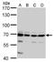 Cleavage And Polyadenylation Specific Factor 6 antibody, PA5-78353, Invitrogen Antibodies, Western Blot image 