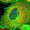 Post-GPI Attachment To Proteins 3 antibody, HPA016591, Atlas Antibodies, Immunocytochemistry image 