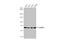 Heterogeneous Nuclear Ribonucleoprotein L antibody, GTX132760, GeneTex, Western Blot image 