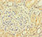 Actin Like 9 antibody, CSB-PA840564LA01HU, Cusabio, Immunohistochemistry frozen image 