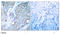 Kinase Insert Domain Receptor antibody, AP02618PU-N, Origene, Immunohistochemistry frozen image 