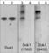 Docking protein 1 antibody, DP2181, ECM Biosciences, Western Blot image 