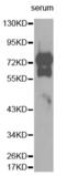 Vitronectin antibody, abx001401, Abbexa, Western Blot image 