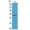 Cell Growth Regulator With EF-Hand Domain 1 antibody, LS-C387132, Lifespan Biosciences, Western Blot image 