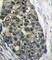 LDL Receptor Related Protein 6 antibody, abx032705, Abbexa, Western Blot image 