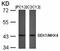 Mitogen-Activated Protein Kinase Kinase 4 antibody, orb14537, Biorbyt, Western Blot image 