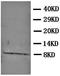 Platelet Factor 4 antibody, orb27644, Biorbyt, Western Blot image 