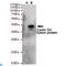 Cyclin D2 antibody, LS-C812930, Lifespan Biosciences, Western Blot image 