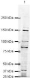 SWI/SNF Related, Matrix Associated, Actin Dependent Regulator Of Chromatin Subfamily C Member 1 antibody, PA5-19505, Invitrogen Antibodies, Western Blot image 