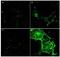 Adhesion G Protein-Coupled Receptor E5 antibody, GTX48818, GeneTex, Immunofluorescence image 