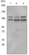 Interleukin enhancer-binding factor 3 antibody, ab92355, Abcam, Western Blot image 