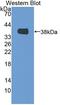 Mitochondrial Methionyl-TRNA Formyltransferase antibody, LS-C713961, Lifespan Biosciences, Western Blot image 