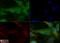 Fibronectin 1 antibody, NBP1-91258, Novus Biologicals, Immunofluorescence image 