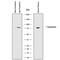 Transferrin antibody, AF3987, R&D Systems, Western Blot image 