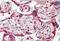 Heat Shock Protein 90 Alpha Family Class B Member 1 antibody, MBS249039, MyBioSource, Immunohistochemistry frozen image 