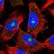 Protein cereblon antibody, PA5-61122, Invitrogen Antibodies, Immunofluorescence image 