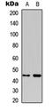 Inhibin Subunit Beta B antibody, LS-B13716, Lifespan Biosciences, Western Blot image 