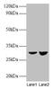 Cytochrome b-c1 complex subunit Rieske, mitochondrial antibody, CSB-PA04645A0Rb, Cusabio, Western Blot image 